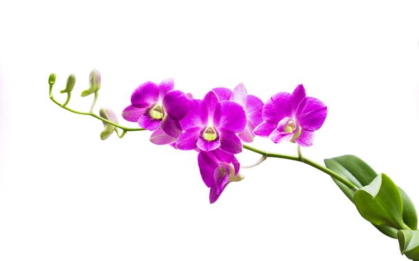 Világos lila orchidea - Fotó, kép