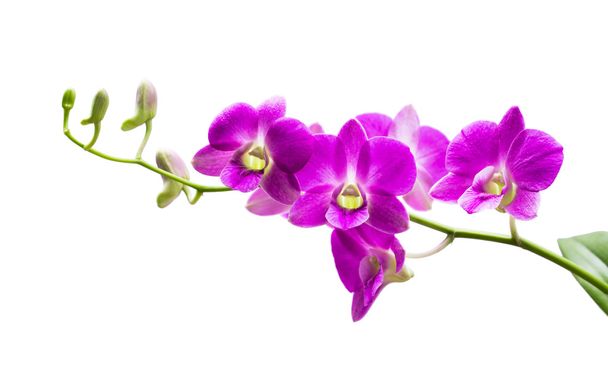 Jasne, purpurowa orchidea - Zdjęcie, obraz