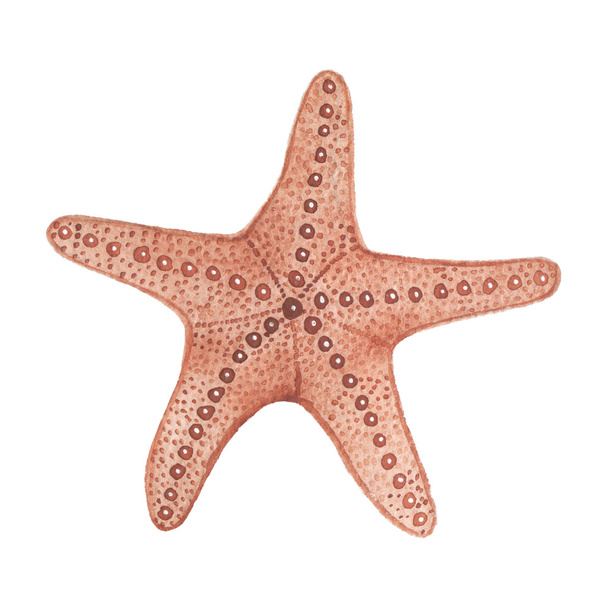 Acuarela estrella de mar aislada sobre fondo blanco
 - Foto, imagen