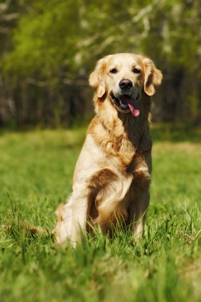 happy dog Golden Retriever - Fotografie, Obrázek