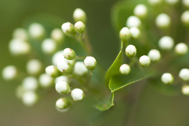 Detalhe de flores brancas makro tiro
 - Foto, Imagem