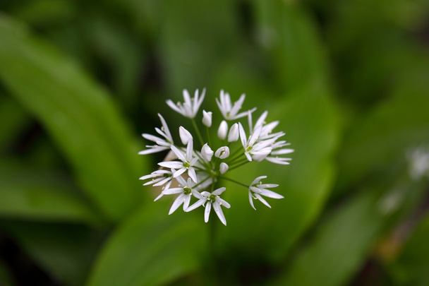 Дикий часник або єменці Allium ursinum
 - Фото, зображення