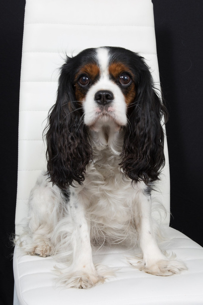 Hermoso Cavalier King Charles Spaniel perro posando en una exposición de perros
 - Foto, imagen