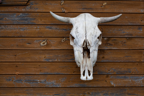 cráneo de vaca colgando en la pared
 - Foto, imagen