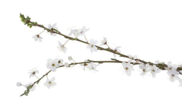 Beautiful cherry blossom isolated on white - Foto, immagini