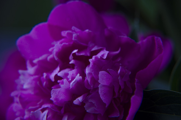Ροζ λουλούδια Peony. Παιωνία μακροεντολής - Φωτογραφία, εικόνα