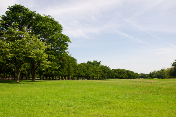 Hierba verde en un campo de golf
 - Foto, Imagen
