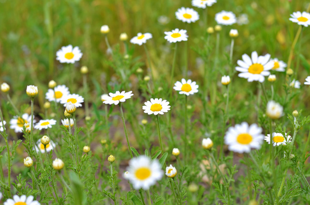 Μικρά λευκά άνθη, μακρο φωτογραφία. - Φωτογραφία, εικόνα