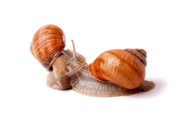 two live snail crawling on white background close-up macro - Fotoğraf, Görsel