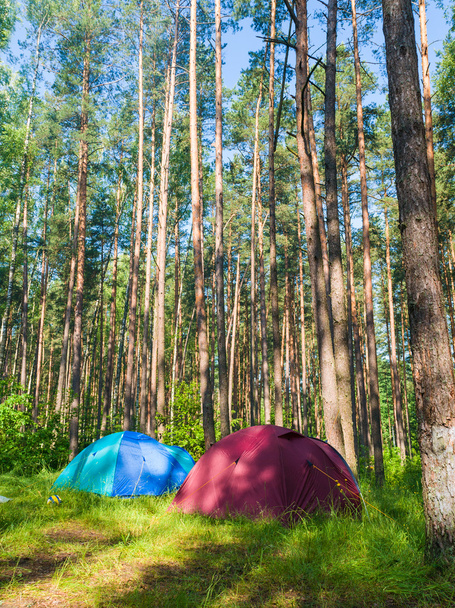 Camping in the forest - 写真・画像