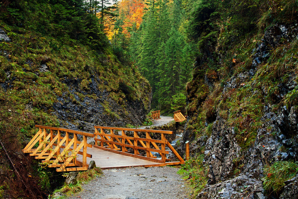 Track path with bridge in mountain forest - Fotografie, Obrázek