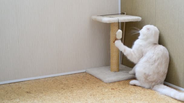 7 ay yavru kedi oyuncak ve a tırmalamak posta ile oynama - Video, Çekim