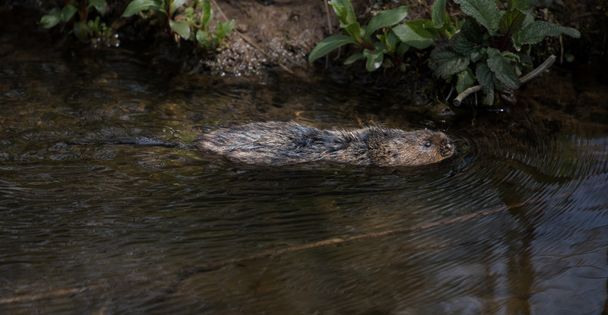 Acqua selvatica vole nuoto nel ruscello
 - Foto, immagini