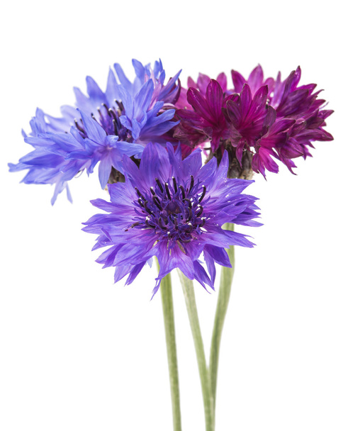 Blume der Kornblume isoliert  - Foto, Bild
