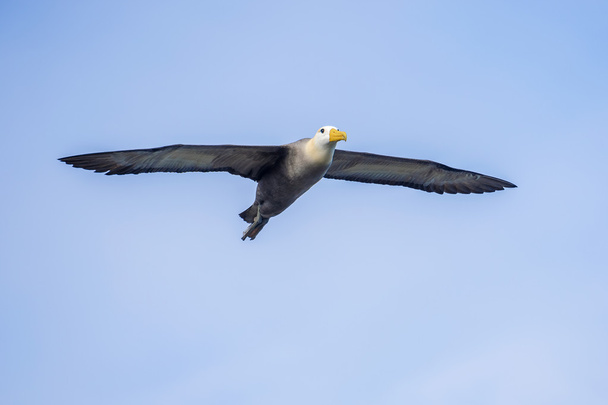 Волновал альбатрос на Галапагосских островах
 - Фото, изображение