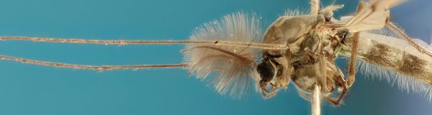 Комара на синьому фоні - Chironomus sp. - Фото, зображення