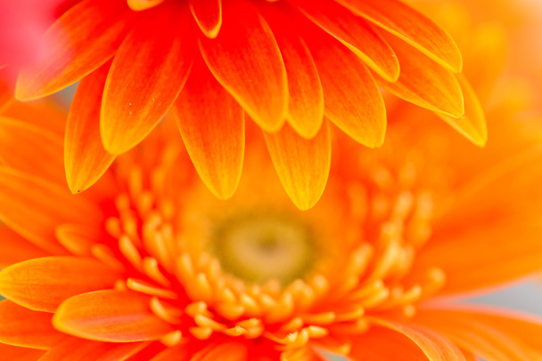 Fond de fleurs Gerbera orange vif
  - Photo, image