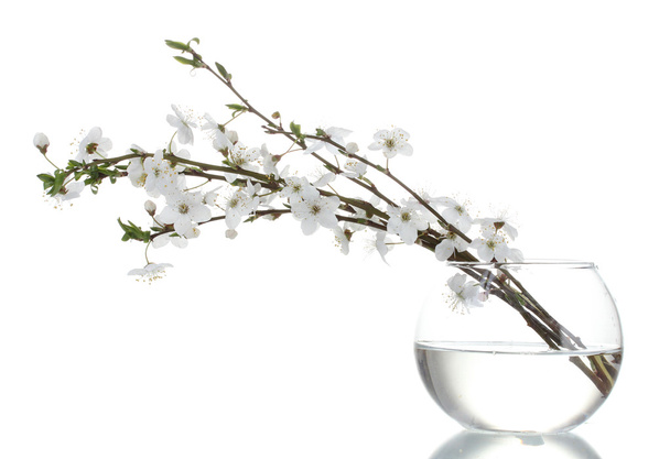 Beautiful cherry blossom in vase isolated on white - 写真・画像