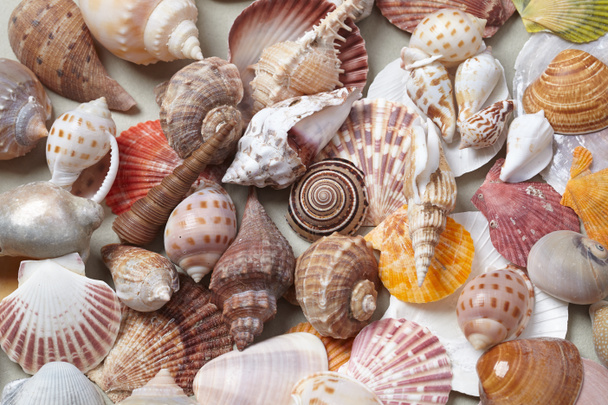 Θάλασσα κελύφη ποικιλία - Φωτογραφία, εικόνα
