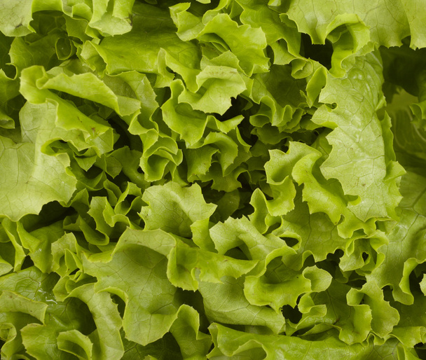 Lettuce vegetable food diet healthy eating - Photo, Image