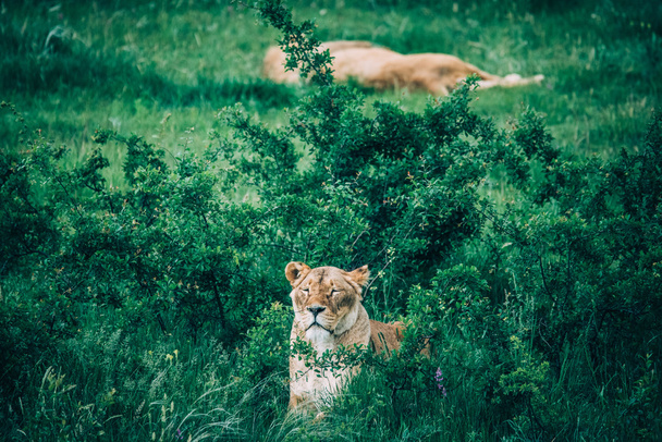 Bellissimi leoni a Savannah
 - Foto, immagini
