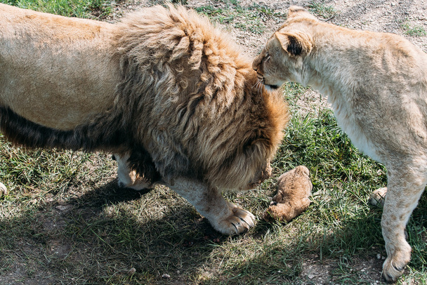 Красивые львы в Саванне
 - Фото, изображение