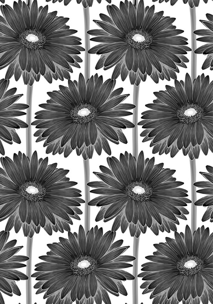Beautiful monochrome, black and white seamless background with gerbera flower. - Vektor, obrázek
