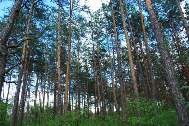Pine trees - Valokuva, kuva