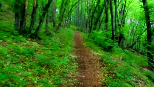 Περπατώντας μέσα από το καταπράσινο δάσος - Πλάνα, βίντεο
