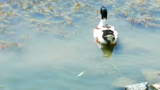 Kacsa a búvárkodás egy gyönyörű természetes tó - Felvétel, videó