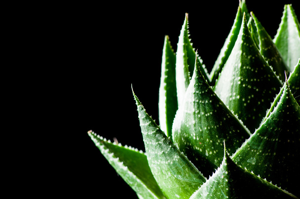 Aloe plant on black - Fotoğraf, Görsel