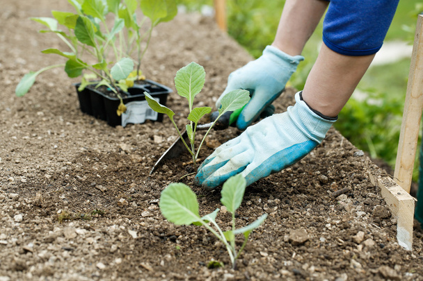 Gardener planting, plowing the broccoli seedlings in  - Foto, afbeelding
