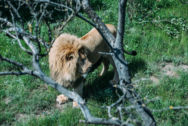 Bellissimi leoni a Savannah
 - Foto, immagini