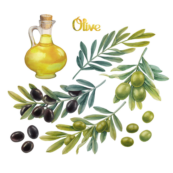 Watercolor olive collection - Photo, Image