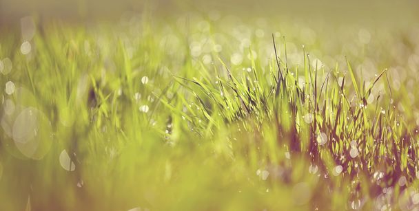 Yeşil çim ile arka plan bulanık - Fotoğraf, Görsel