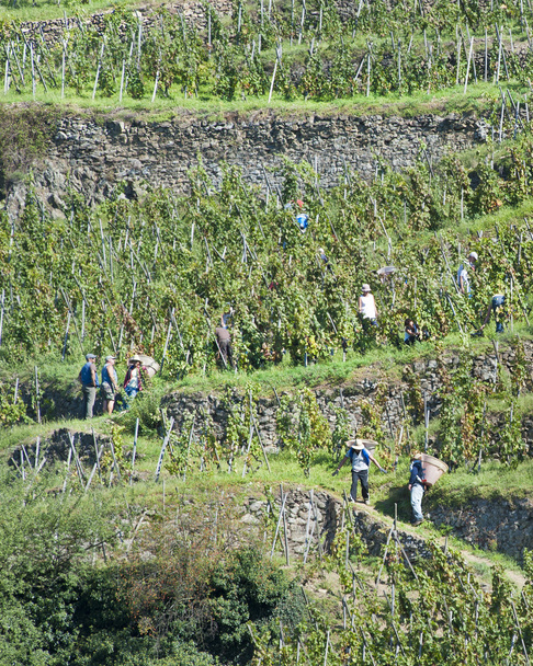 Transporter des raisins en bas de la montagne
 - Photo, image
