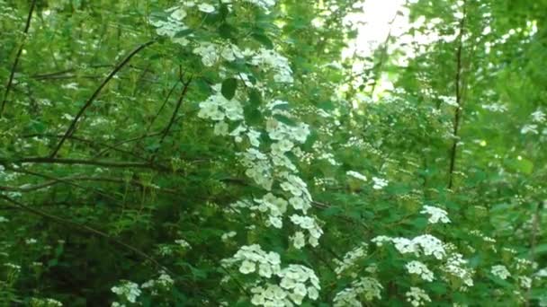 Spring landscape. Brides wreath. White flowering shrub Spirea aguta - Footage, Video