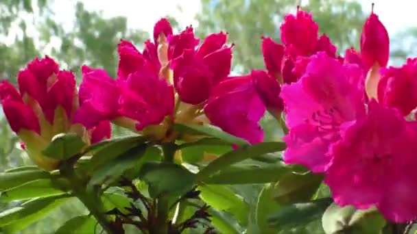 Nyitó piros rhododendron rügyek kora tavasszal  - Felvétel, videó