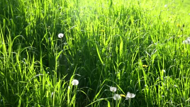 zelené trávě divoké louce - Záběry, video
