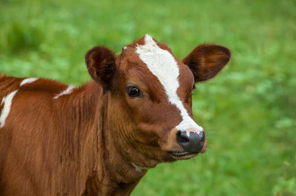 Młode krowy pasące się na łące. Ona żuje trawy, Zamknij - Zdjęcie, obraz
