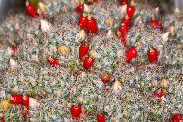 zblízka krásné barvy květu kaktusu - Fotografie, Obrázek