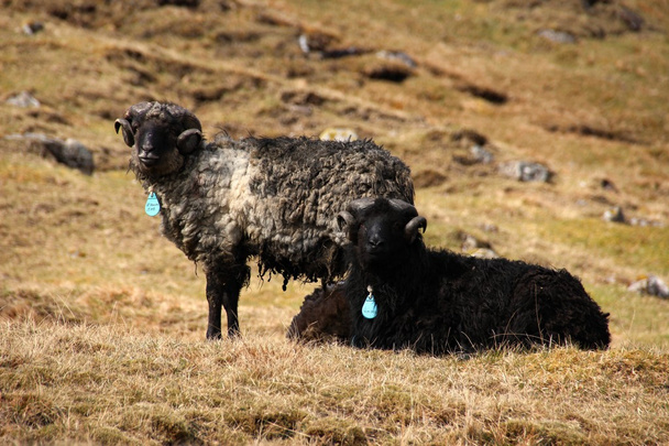 Sheep in the Faroe Islands  - Zdjęcie, obraz