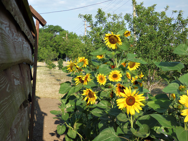 Sunflowers are swaying in the wind - Photo, Image