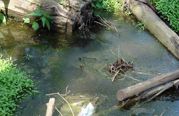 Agua estancada en el río
 - Foto, imagen