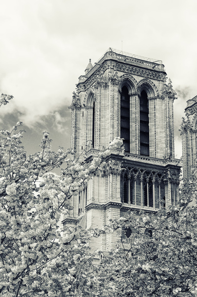 Notre Dame de Paris - Foto, Bild