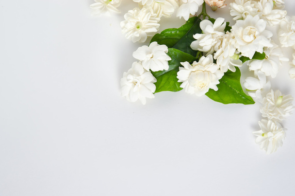 白地に孤立したジャスミンの花 - 写真・画像