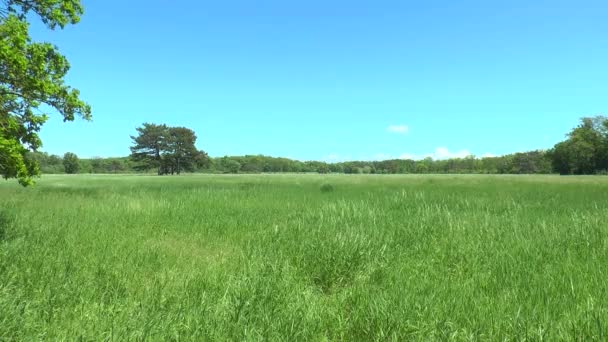 A large field in front of a forest. - Footage, Video