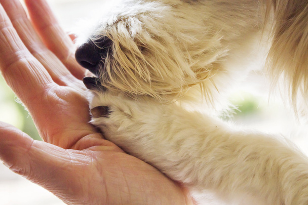 woman holding puppy's paw - Photo, Image