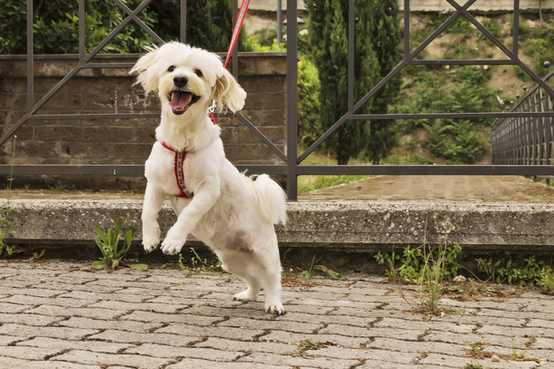 bir park yerinde terk köpek - Fotoğraf, Görsel