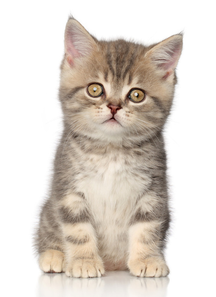 Scottish straight kitten - Fotó, kép